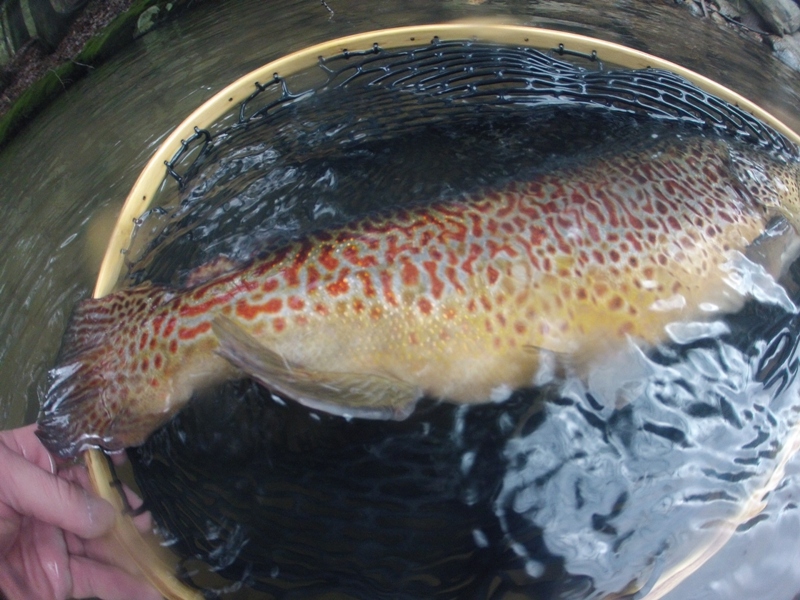 Yellow Creek Trout Club, Inc.